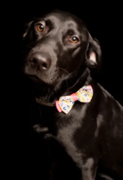 A photo of a black dog with a bow collar